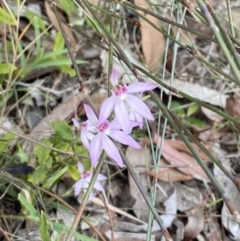 Caladenia hillmanii at Vincentia, NSW - suppressed