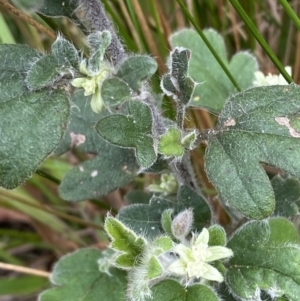 Xanthosia pilosa at Vincentia, NSW - 3 Sep 2023 11:20 AM