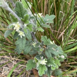 Xanthosia pilosa at Vincentia, NSW - 3 Sep 2023 11:20 AM