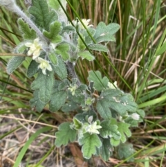 Xanthosia pilosa at Vincentia, NSW - 3 Sep 2023 11:20 AM