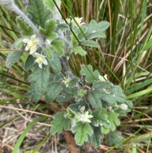 Xanthosia pilosa at Vincentia, NSW - 3 Sep 2023 11:20 AM