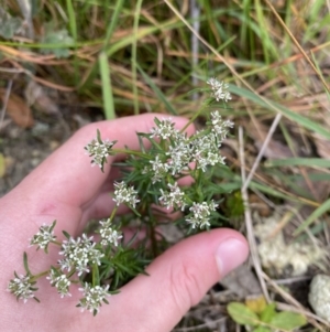 Poranthera ericifolia at Vincentia, NSW - 3 Sep 2023 11:20 AM