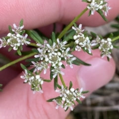 Poranthera ericifolia at Vincentia, NSW - 3 Sep 2023 11:20 AM