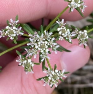 Poranthera ericifolia at Vincentia, NSW - 3 Sep 2023 11:20 AM