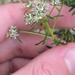 Poranthera ericifolia at Vincentia, NSW - 3 Sep 2023 11:20 AM