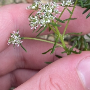 Poranthera ericifolia at Vincentia, NSW - 3 Sep 2023 11:20 AM