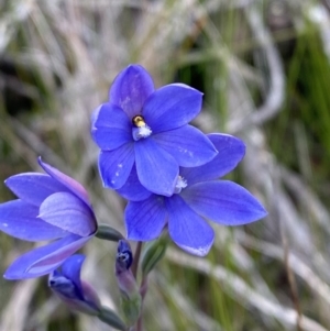 Thelymitra ixioides at Vincentia, NSW - suppressed