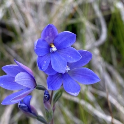 Thelymitra ixioides (Dotted Sun Orchid) at Vincentia, NSW - 3 Sep 2023 by Tapirlord