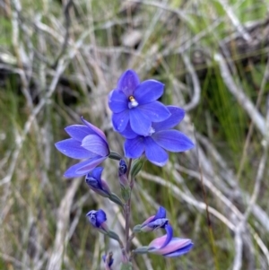 Thelymitra ixioides at Vincentia, NSW - suppressed