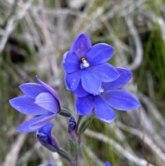 Thelymitra ixioides at Vincentia, NSW - suppressed