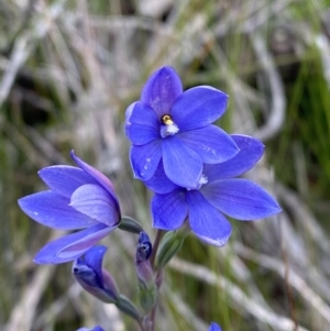 Thelymitra ixioides at Vincentia, NSW - 3 Sep 2023