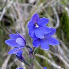 Thelymitra ixioides at Vincentia, NSW - suppressed