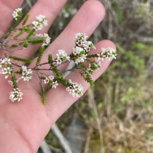 Micromyrtus ciliata at Vincentia, NSW - 3 Sep 2023 11:17 AM