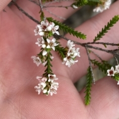 Micromyrtus ciliata at Vincentia, NSW - 3 Sep 2023 11:17 AM