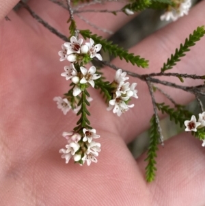 Micromyrtus ciliata at Vincentia, NSW - 3 Sep 2023 11:17 AM