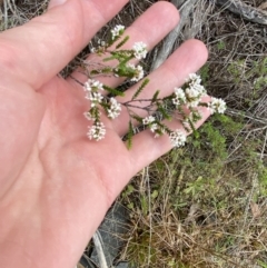 Micromyrtus ciliata at Vincentia, NSW - 3 Sep 2023 11:17 AM