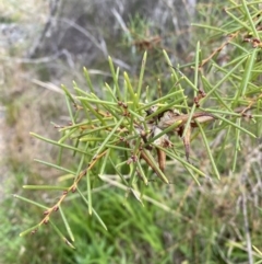 Hakea teretifolia (Dagger Hakea) at Vincentia, NSW - 3 Sep 2023 by Tapirlord
