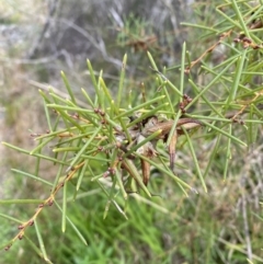 Hakea teretifolia at Vincentia, NSW - 3 Sep 2023 11:17 AM