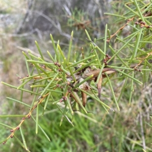 Hakea teretifolia at Vincentia, NSW - 3 Sep 2023 11:17 AM