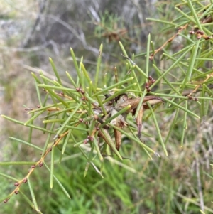 Hakea teretifolia at Vincentia, NSW - 3 Sep 2023