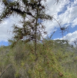 Hakea teretifolia at Vincentia, NSW - 3 Sep 2023 11:17 AM