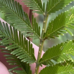 Acacia filicifolia at Vincentia, NSW - 3 Sep 2023