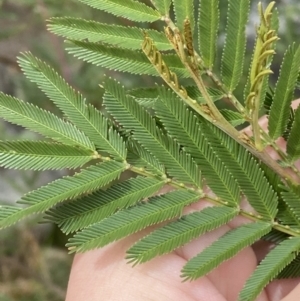 Acacia filicifolia at Vincentia, NSW - 3 Sep 2023