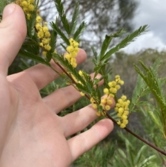 Acacia filicifolia at Vincentia, NSW - 3 Sep 2023