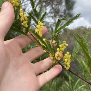 Acacia filicifolia at Vincentia, NSW - 3 Sep 2023 11:16 AM