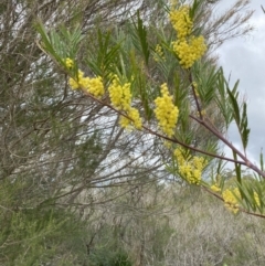 Acacia filicifolia at Vincentia, NSW - 3 Sep 2023
