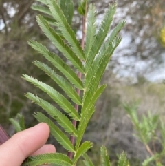 Acacia filicifolia at Vincentia, NSW - 3 Sep 2023 11:16 AM