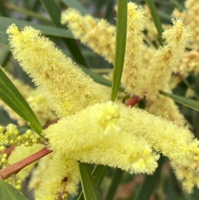 Acacia longifolia subsp. longifolia (sallow or Sydney golden wattle) at Vincentia, NSW - 3 Sep 2023 by Tapirlord