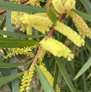 Acacia longifolia subsp. longifolia at Vincentia, NSW - 3 Sep 2023