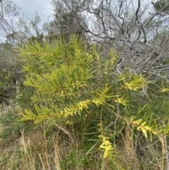 Acacia longifolia subsp. longifolia at Vincentia, NSW - 3 Sep 2023