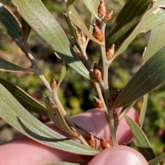 Hakea dactyloides (Finger Hakea) at Morton National Park - 3 Sep 2023 by Tapirlord