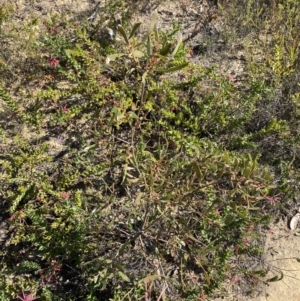 Hakea dactyloides at Boolijah, NSW - 3 Sep 2023 10:23 AM