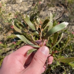 Hakea dactyloides at Boolijah, NSW - 3 Sep 2023 10:23 AM