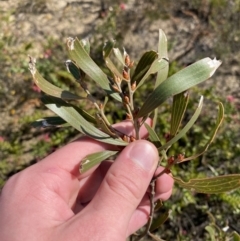 Hakea dactyloides at Boolijah, NSW - 3 Sep 2023 10:23 AM