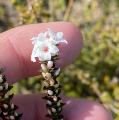 Epacris microphylla (Coral Heath) at Morton National Park - 3 Sep 2023 by Tapirlord