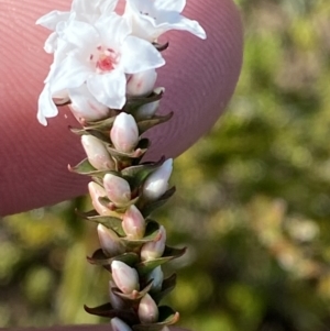 Epacris microphylla at Boolijah, NSW - 3 Sep 2023