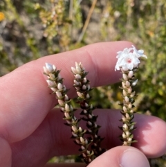 Epacris microphylla at Boolijah, NSW - 3 Sep 2023