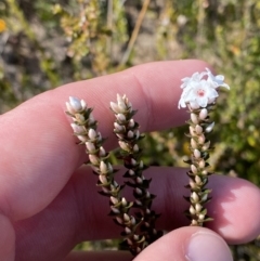 Epacris microphylla at Boolijah, NSW - 3 Sep 2023