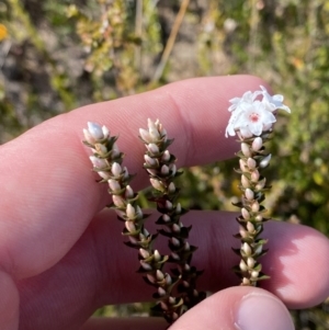 Epacris microphylla at Boolijah, NSW - 3 Sep 2023