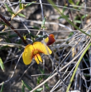 Mirbelia baueri at Boolijah, NSW - 3 Sep 2023 10:22 AM