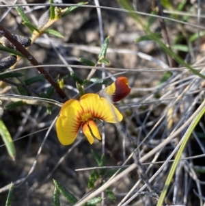 Mirbelia baueri at Boolijah, NSW - 3 Sep 2023 10:22 AM