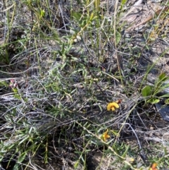 Mirbelia baueri at Boolijah, NSW - 3 Sep 2023 10:22 AM