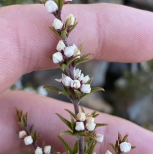 Boronia rigens at Boolijah, NSW - suppressed