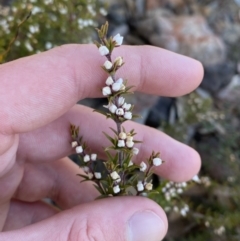 Boronia rigens at Boolijah, NSW - suppressed