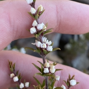 Boronia rigens at Boolijah, NSW - suppressed