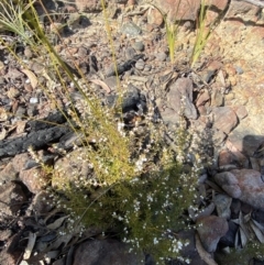 Boronia rigens at Boolijah, NSW - suppressed